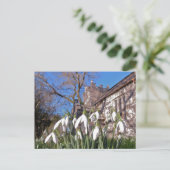 Postkarte Dorsets Snowdrops (Stehend Vorderseite)