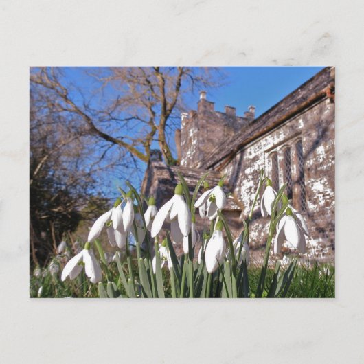 Postkarte Dorsets Snowdrops (Vorderseite)
