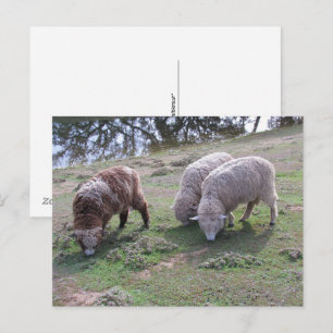 Postkarte - Drei Schafe