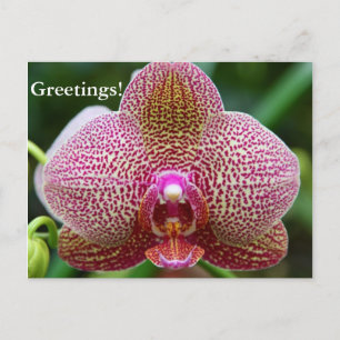 Postkarte - Earth Star