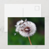 Postkarte - Ein Wunsch (Vorne/Hinten)