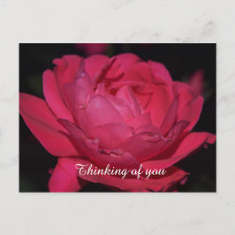 Postkarte. Eine Rose mit einem anderen Namen Postkarte