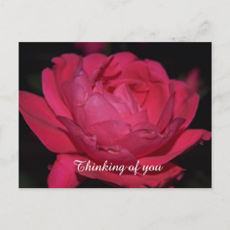 Postkarte. Eine Rose mit einem anderen Namen Postkarte