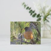 Postkarte einer roten Robin-Brust (Stehend Vorderseite)