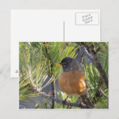 Postkarte einer roten Robin-Brust (Vorne/Hinten)