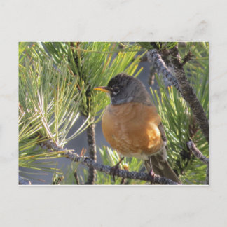Postkarte einer roten Robin-Brust