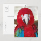 Postkarte eines schönen Ara-Papagei (Vorne/Hinten)