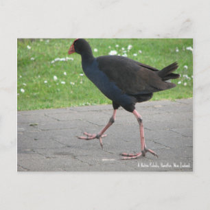Postkarte, Eingeborene Pukeko, Hamilton, Neuseelan Postkarte