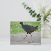 Postkarte, einheimischer Pukeko, Hamilton, Neuseel Postkarte (Stehend Vorderseite)