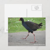 Postkarte, einheimischer Pukeko, Hamilton, Neuseel Postkarte (Vorne/Hinten)