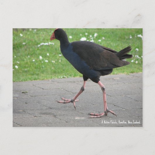 Postkarte, einheimischer Pukeko, Hamilton, Neuseel Postkarte (Vorderseite)