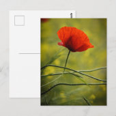 Postkarte Einzelner Mohn (Vorne/Hinten)