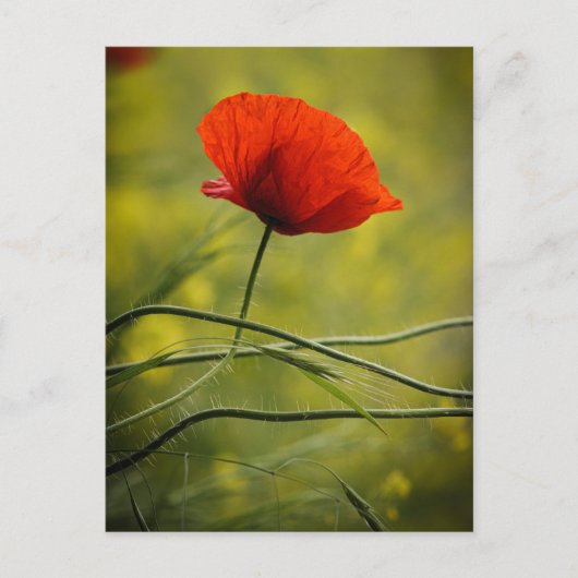 Postkarte Einzelner Mohn (Vorderseite)