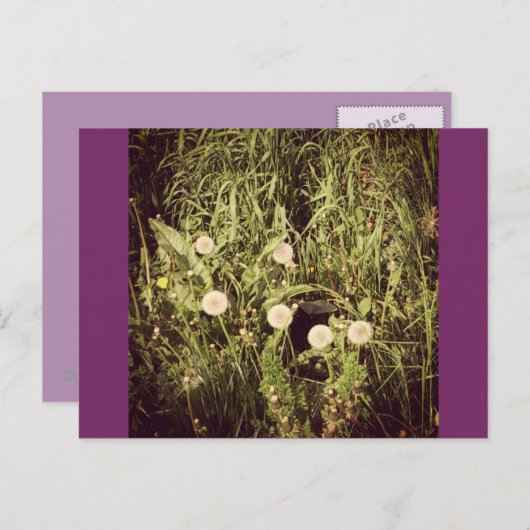 Postkarte erstellen (Vorne/Hinten)