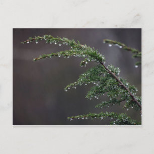 Postkarte, Evergreen im Regen Postkarte
