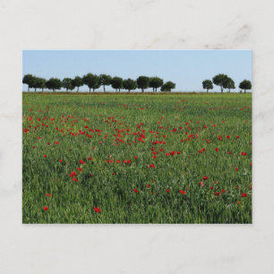 Postkarte Feld der Poppies