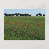 Postkarte Feld der Poppies (Vorderseite)