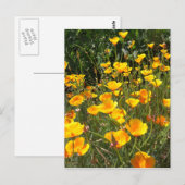 Postkarte Feld der Poppies (Vorne/Hinten)