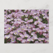 Postkarte - Feld der rosa Blume (Vorderseite)