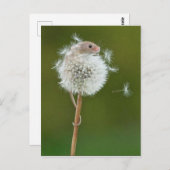 Postkarte - Feldmäuse und Lüster (Vorne/Hinten)