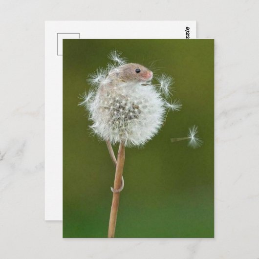 Postkarte - Feldmäuse und Lüster (Vorne/Hinten)