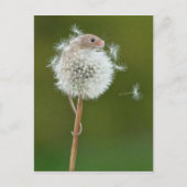 Postkarte - Feldmäuse und Lüster (Vorderseite)