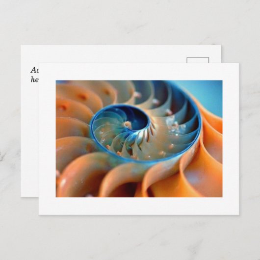 Postkarte - Fibonacci-Muscheln (Vorne/Hinten)