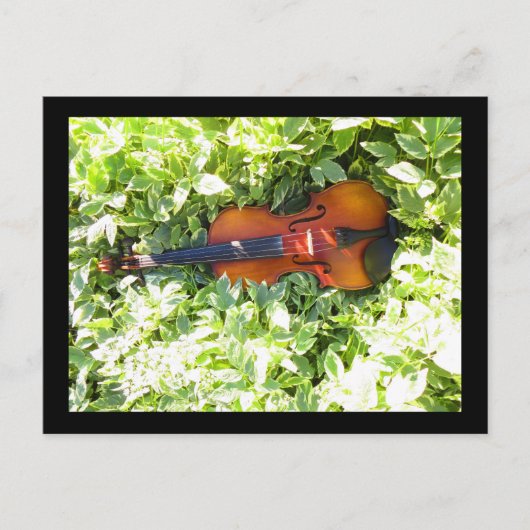 Postkarte Fiddle and Ivous Violin Postkarte (Vorderseite)