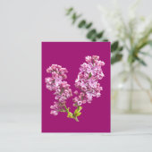 Postkarte - Fliederblüten (Stehend Vorderseite)