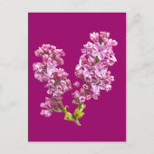 Postkarte - Fliederblüten (Vorderseite)