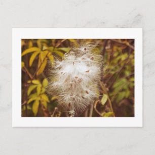 Postkarte, "FLUFFY WHITE MILKWEED" Postkarte