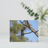 Postkarte - Flycatcher (Stehend Vorderseite)
