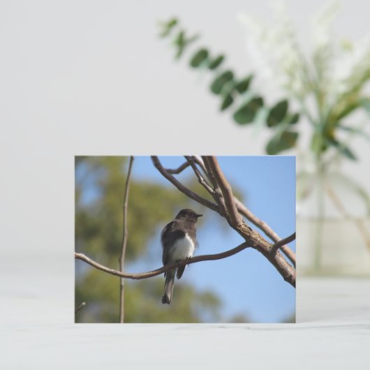 Postkarte - Flycatcher (Stehend Vorderseite)