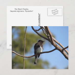 Postkarte - Flycatcher