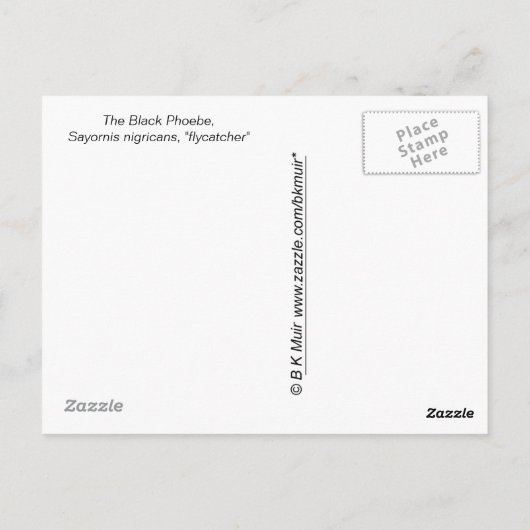 Postkarte - Flycatcher (Rückseite)