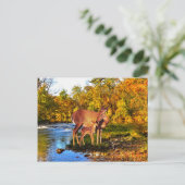 Postkarte "Forest Morning" (Stehend Vorderseite)