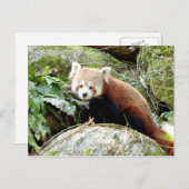 Postkarte Foto roter Panda, Tiere 0500. (Vorne/Hinten)