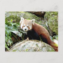 Postkarte Foto roter Panda, Tiere 0500.