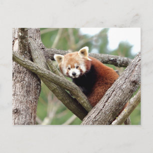 Postkarte Foto roter Panda, Tiere 0501.
