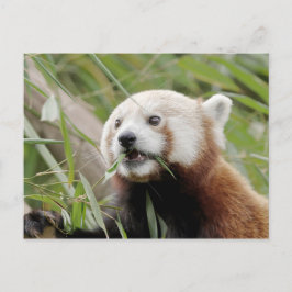 Postkarte Foto roter Panda, Tiere 0505.