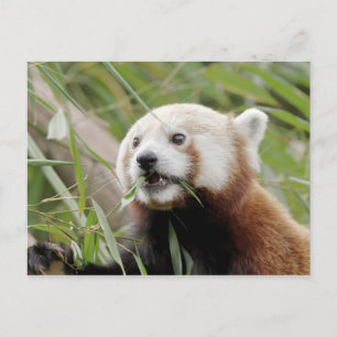 Postkarte Foto roter Panda, Tiere 0505.
