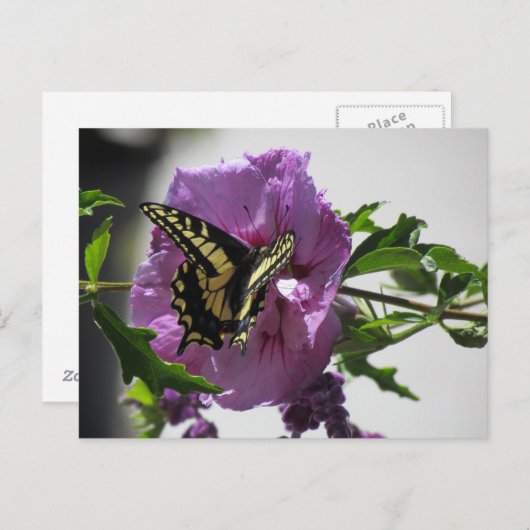 Postkarte - Frack Schmetterling auf Blossom (Vorne/Hinten)