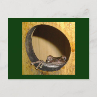 Postkarte, Froschhaus Postkarte