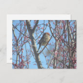 Postkarte - Frühjahrsplatte (Vorne/Hinten)