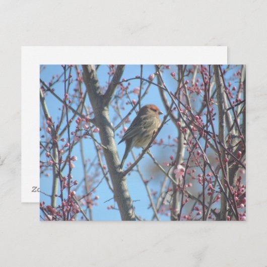 Postkarte - Frühjahrsplatte (Vorne/Hinten)