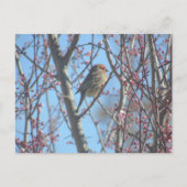 Postkarte - Frühjahrsplatte (Vorderseite)