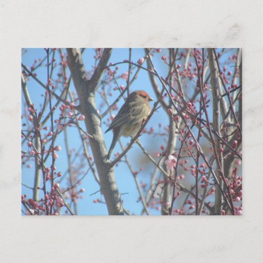 Postkarte - Frühjahrsplatte (Vorderseite)