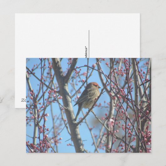 Postkarte - Frühlingsständer (Vorne/Hinten)
