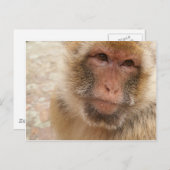 Postkarte für Affen (Vorne/Hinten)