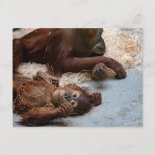 Postkarte für Affen Ape Zoo
